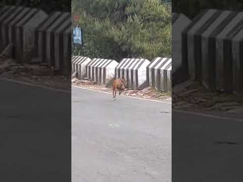 Ha ka por lockdown mih ka skei sha surok ha mawkdok.