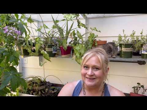 I’m Just Mad About Saffron