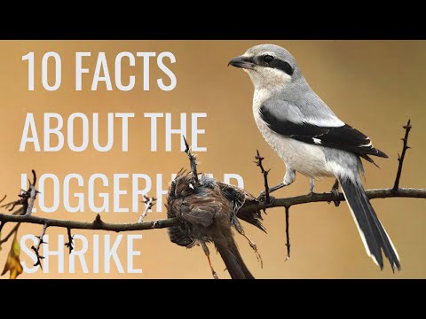10 Facts About the "Butcher Bird" (Loggerhead Shrike)