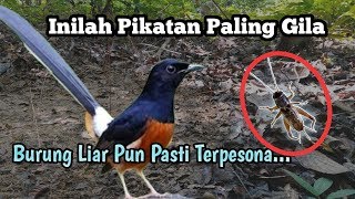 Download lagu 🔵Part 4_Ini Dia Pikatan Paling Gila_Bikin Burung Murai Batu Luluh Terpesona |Murai Batu Borneo| mp3