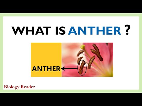 What is Anther? Definition, Structure, Video, Types & Functions - Biology Reader