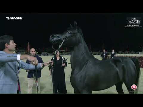 N.102 KAMAR EGA - Katara Int. Arabian Peninsula Horse Show 2023 - Fillies 3 Years Old (Class 3B)...