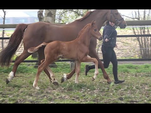 *2021 Hengst von Vivino - Donnerhall SOLD!!!