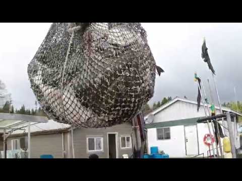 Halibut opening 2018 (longliner)