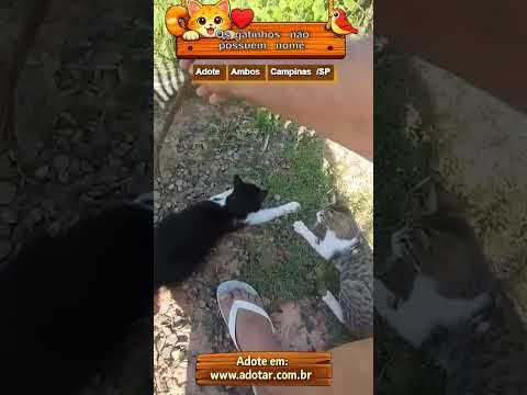 Vídeo de 8 Gatinhos para adoção responsável