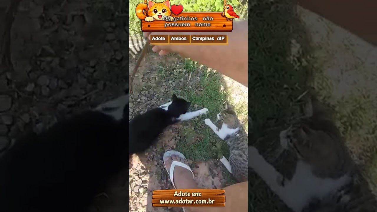 Gato raça SRD-ViraLata idade 2 a 6 meses nome 8 Gatinhos para adoção responsável