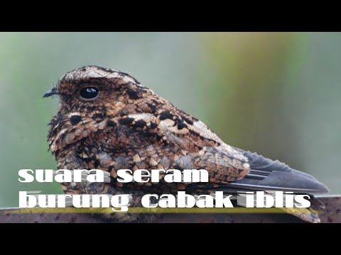 suara seram burung cabak iblis !!!bikin merinding