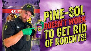 Does Pine-Sol Actually Keep Mice & Rats Away