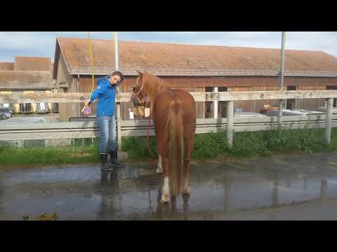 Wassergewöhnung - jetzt hat Lucky es drauf