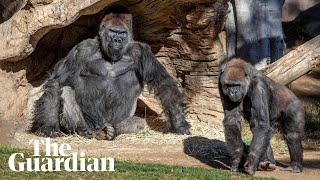 Gorillas at San Diego zoo test positive for Covid-19