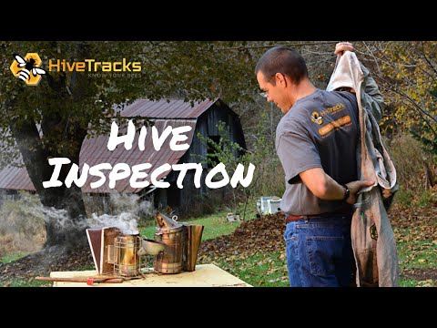 Inspecting a Hive