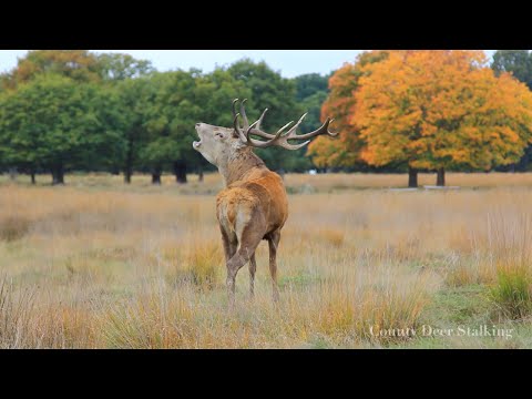 The Autumn Rut - Red Stag Stalking in Scotland