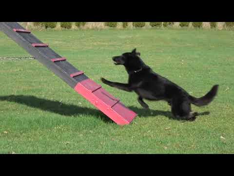 Kraftwerk K9 Black German Shepherd with exceptional obedience!