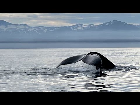 Iceland Whale watch (Husavik) with Gentle Giants