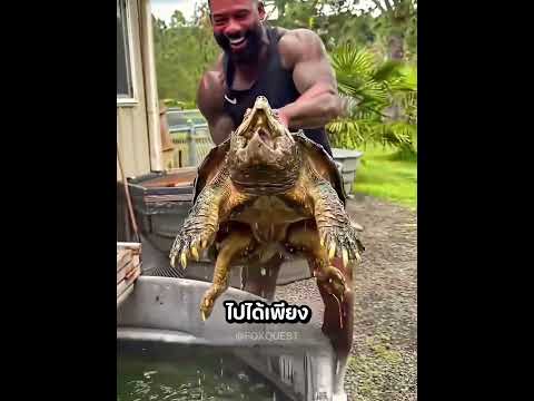 เต่าชนะกระต่ายได้ยังไง? 🐢