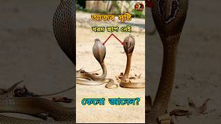 Download lagu সাবধান! এমন হলে  সাপ চেনা দায় | Wonderful Cobra | Snake video |  Reptopedia #cobra #snake #facts mp3