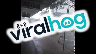 faze tari cade copacul