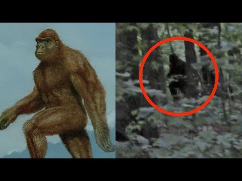 REAL BIGFOOT or hoax? The Blue Ridge Bigfoot Footage - Mountain Beast Mysteries 98