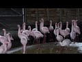 Lesser Flamingos Thinking About Courtship Display