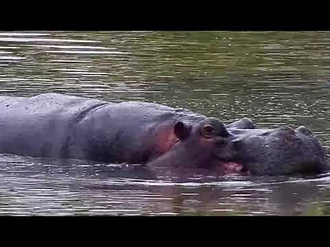 Djuma: Hippo with his antics in the dam - 16:58 - 11/04/20