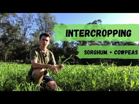 What is Intercropping? | Sorghum and Cowpeas