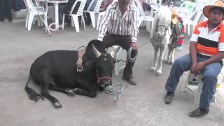 preview picture of video 'Mini Cebú y Pony en la Feria del Caballo Texcoco [HD]'