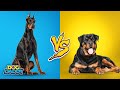 Doberman Pinscher Vs Rottweiler Which Breed Is Better For Home Protection