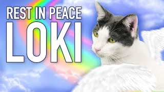 Until We Meet Again At The Rainbow Bridge - RIP Loki