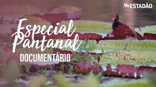Miniatura do vídeo