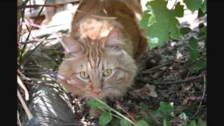 Peak Out by Girl Talk (High Quality Sound)