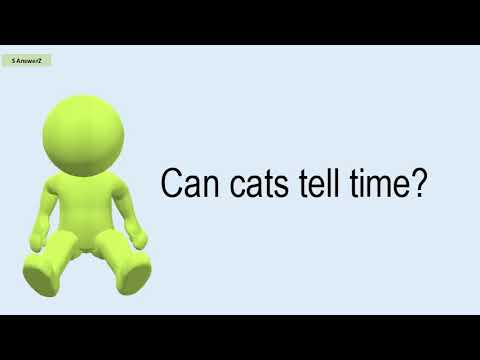 Can Cats Tell Time?