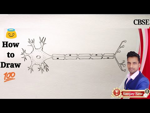How To Draw Structure of a Neuron Step By Step for Beginners ! Video