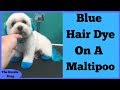 HOW TO DO BLUE HAIR DYE ON A MALTIPOO