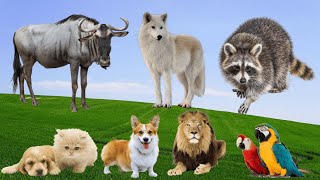Adorable Moments of Animals: Antelope, Wolf, Raccoon, Dog, Cat, Lion – Animal Moments
