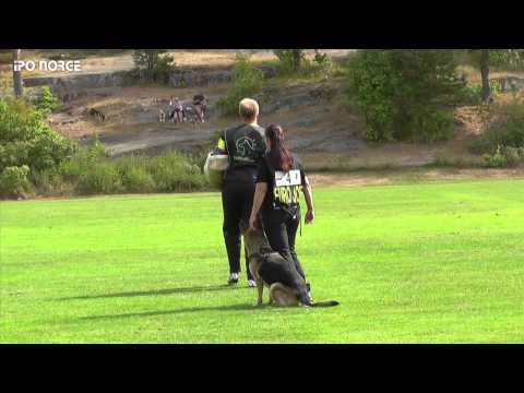 FCI NM IPO 2014 - Beate Aurstad - ABC Drift`s Asta Axxedatter - C