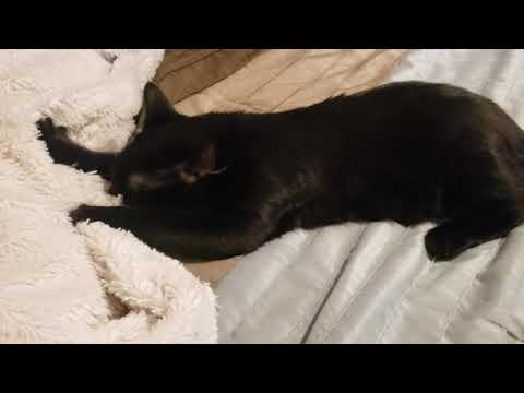 EP.1 FUNNY!! On a BLANKET?!!// sweetest lil kitten EVER!