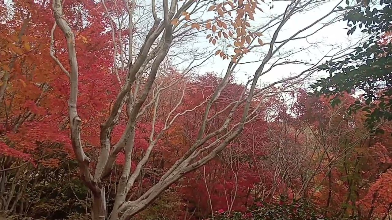 Business Lounge Momiji