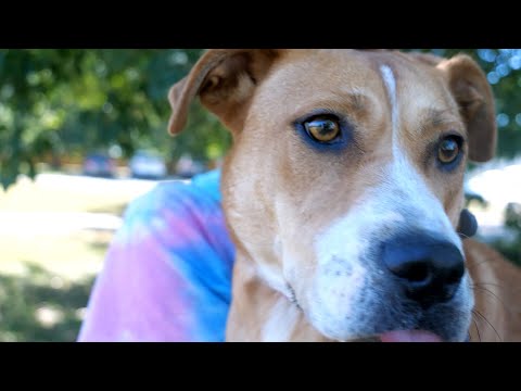 Purina Presents: Meet Pearl in Pet of the Week - YouTube