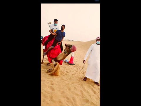 camel ride #shorts #dubaicamel #habibpatwaryhrvlog