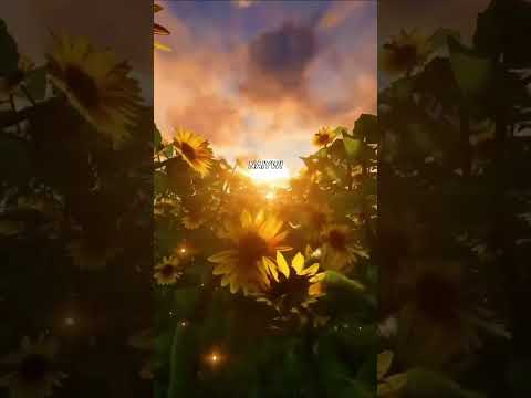 Belac somao the bodo song 🎵 ♥️ 🎶!///nexa01