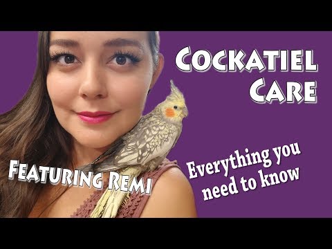 download lagu mp3 mp4 Cockatiel Care 101, download lagu Cockatiel Care 101 gratis, unduh video klip Cockatiel Care 101