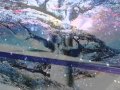 Kevin Kendle - THE LEAVES OF PARADISE - "The Tree of Life"