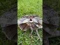 NO WAY!!! #frillednecklizard #frilleddragon #lizard #lizards  #reptiles #animals #fyp