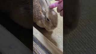 うさぎとの日常その12 #うさぎ #うさぎのいる暮らし
