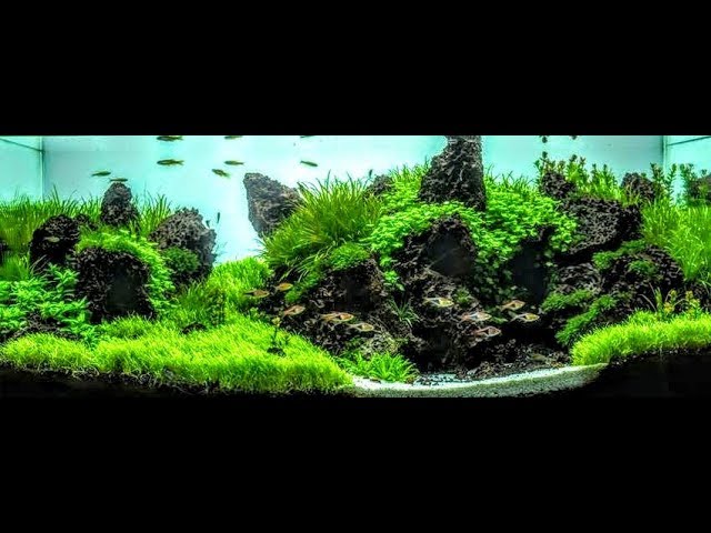 The Secret To Making Plants Bushy And Compact-Aquascaping