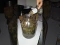 How To Make Cannabis Oil Or RSO 3 Parts Total Part 3
