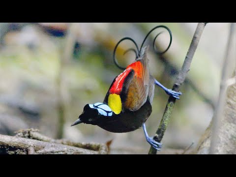 Wilson's Bird-of-Paradise