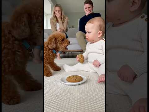 犬のクッキーを食べてしまい犬に文句を言われた赤ちゃん、どうしていいか分からず固まってしまう。。。#dog #baby #cute #funny #shorts #shortvideo #赤ちゃん