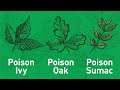 4 Tips to Outsmarting Poisonous Plants