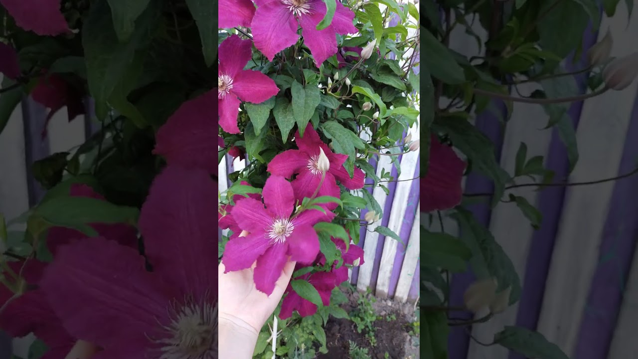 Clematis Rouge Cardinal / Клематис Руж кардинал